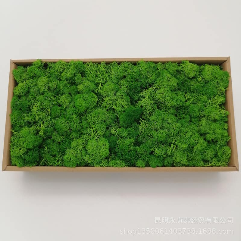 20 gr Rêu tuần lộc làm tranh deco treo tường, bình terrarium khô, sa bàn, Resin, các sản phẩm DIY