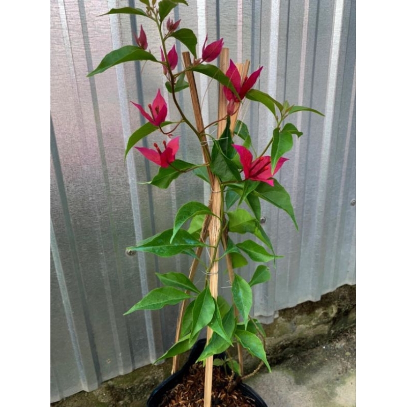 Hoa giấy ruby lửa giâm cành 20cm ( tùy đợt có hoa hoặc không hoa ...