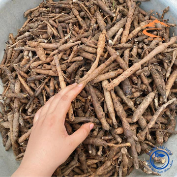 Sâm cau đen, sâm tiên mao tươi rừng Tây Bắc (500g, 1kg). Dược liệu quý sâm cau đỏ, sâm cau đen tươi, khô ngâm rượu