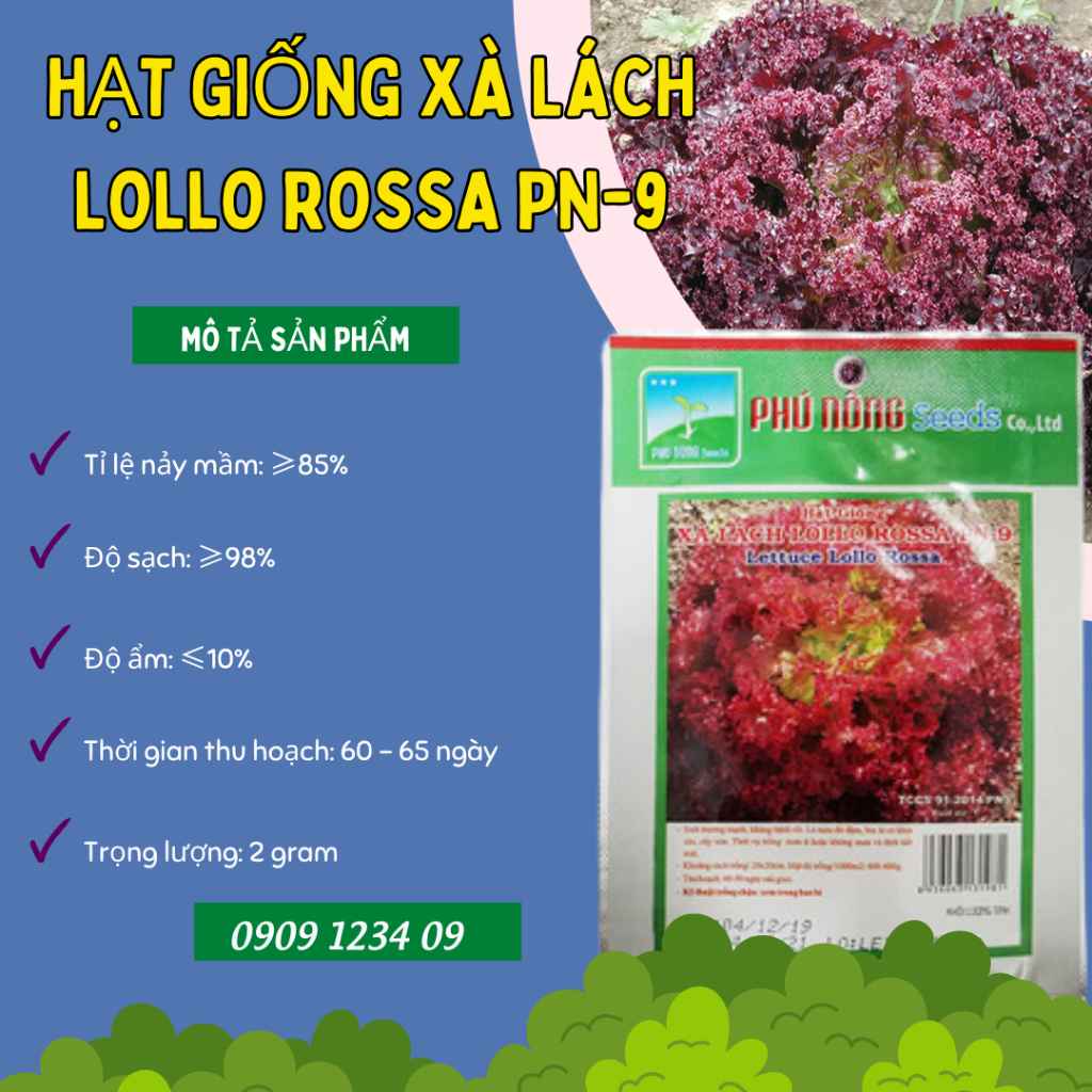 Hạt giống xà lách Lollo Rossa Phú Nông PN-9 2