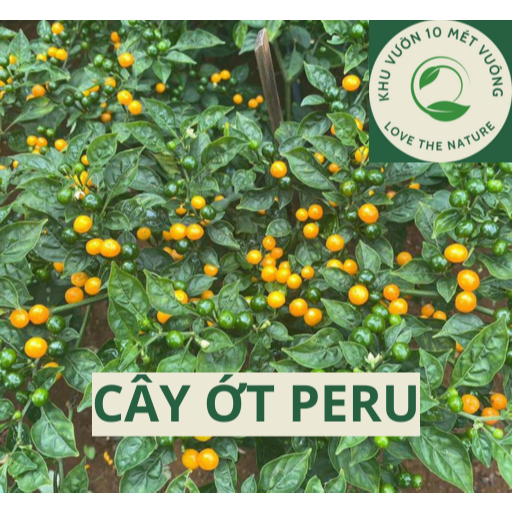 Cây ớt peru/ ớt Aji charapita - trái ớt tròn màu vàng thơm mừi sữa - ớt ...
