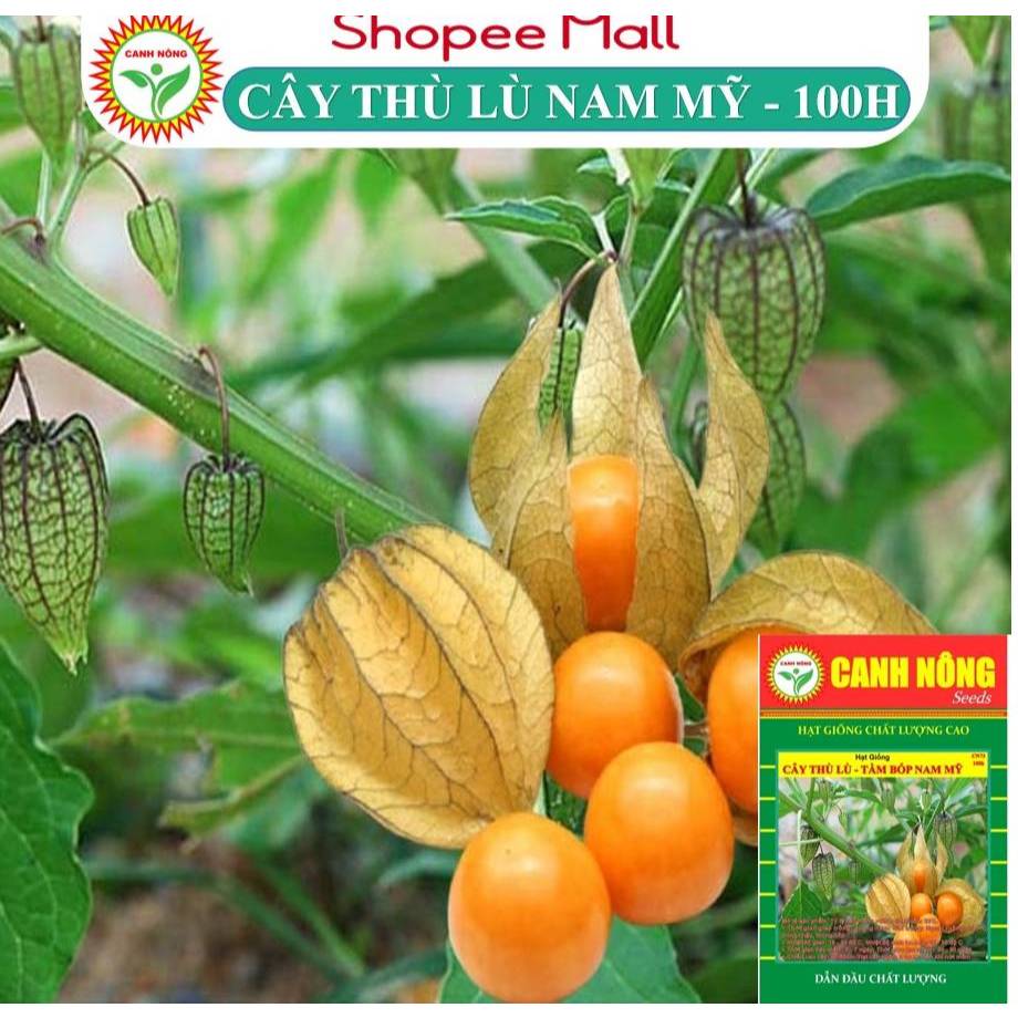 Hạt Giống Cây Thù Lù Nam Mỹ (Tầm Bóp Anh Đào Đất) - Gói 100 Hạt - Hạt Giống CANH NÔNG