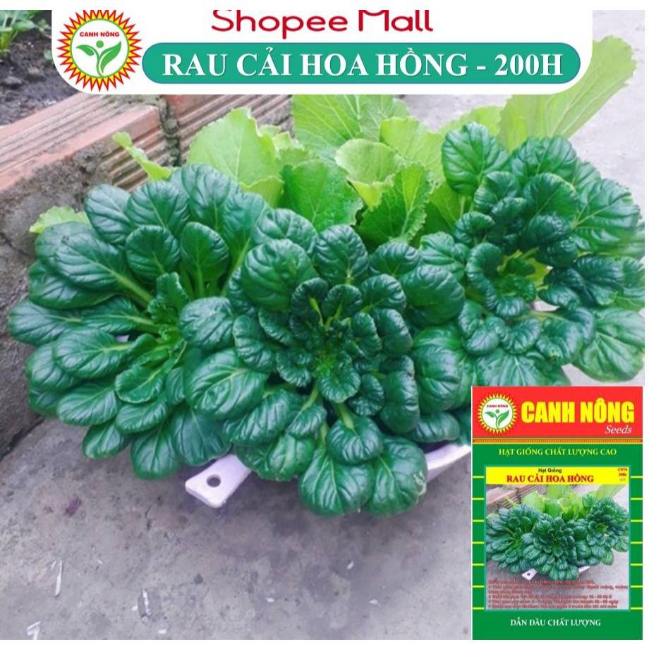 Hạt giống Cải Hoa Hồng (2g~200 hạt) nảy mầm tốt, dễ trồng, sinh trưởng khỏe - Hạt giống CANH NÔNG