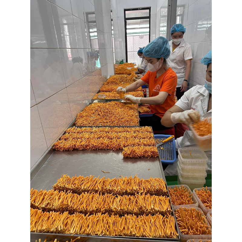 Nấm Đông Trùng Hạ Thảo Huy Cương Sấy Khô Thăng Hoa - Hàng Gãy (lọ 50g) nấm đông trùng hạ thảo khô bổ sung dinh dưỡng