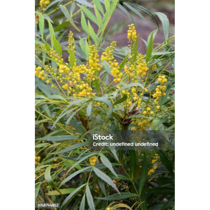 Hoàng liên gai / Chinese mahonia (Berberis fortunei) | Shopee Việt Nam