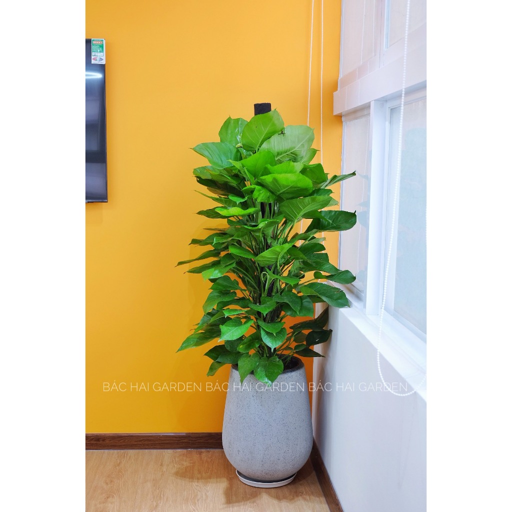 Chậu Cây Trầu bà cột để sàn lớn- Cây trang trí nội ngoại thất văn phòng, nhà ở - Ship hỏa tốc