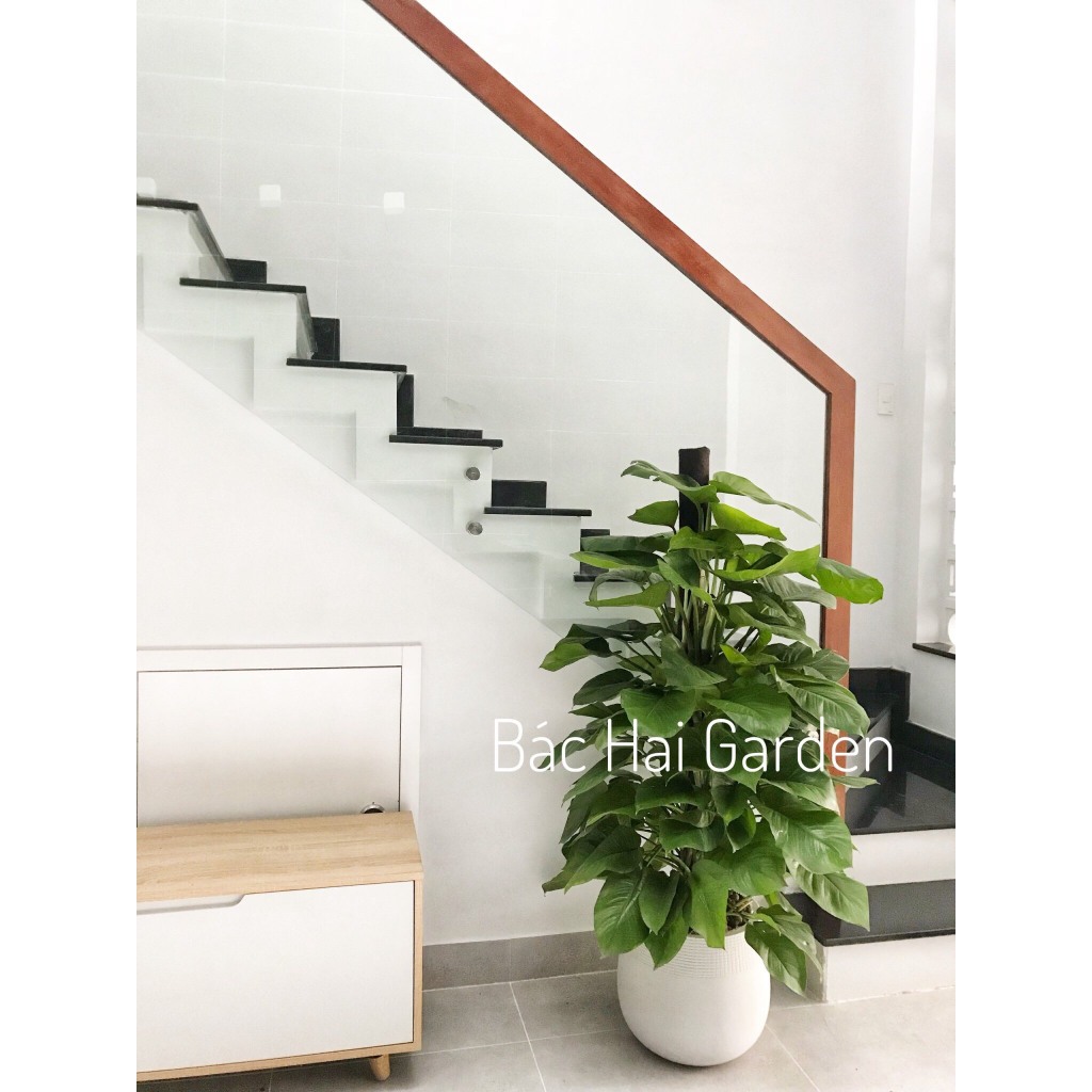 Chậu Cây Trầu bà cột để sàn lớn- Cây trang trí nội ngoại thất văn phòng, nhà ở - Ship hỏa tốc