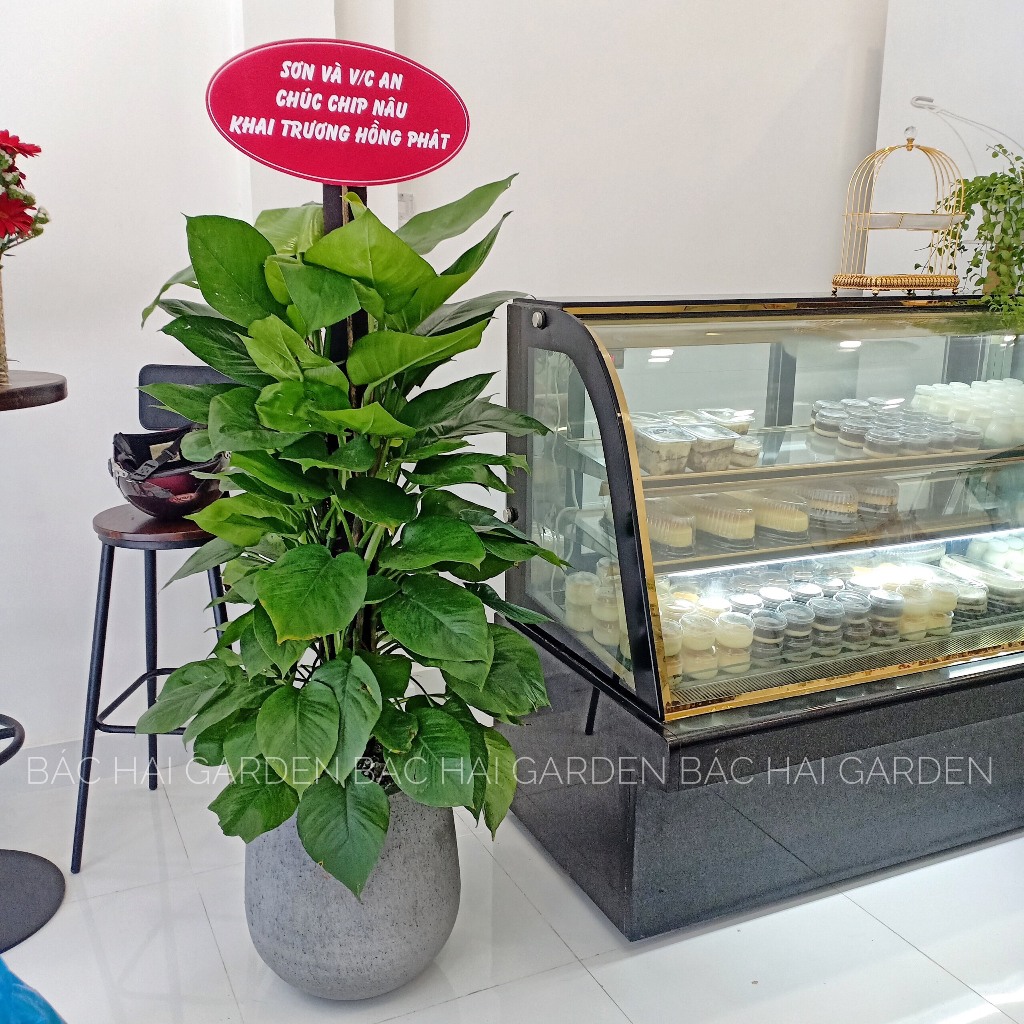 Chậu Cây Trầu bà cột để sàn lớn- Cây trang trí nội ngoại thất văn phòng, nhà ở - Ship hỏa tốc