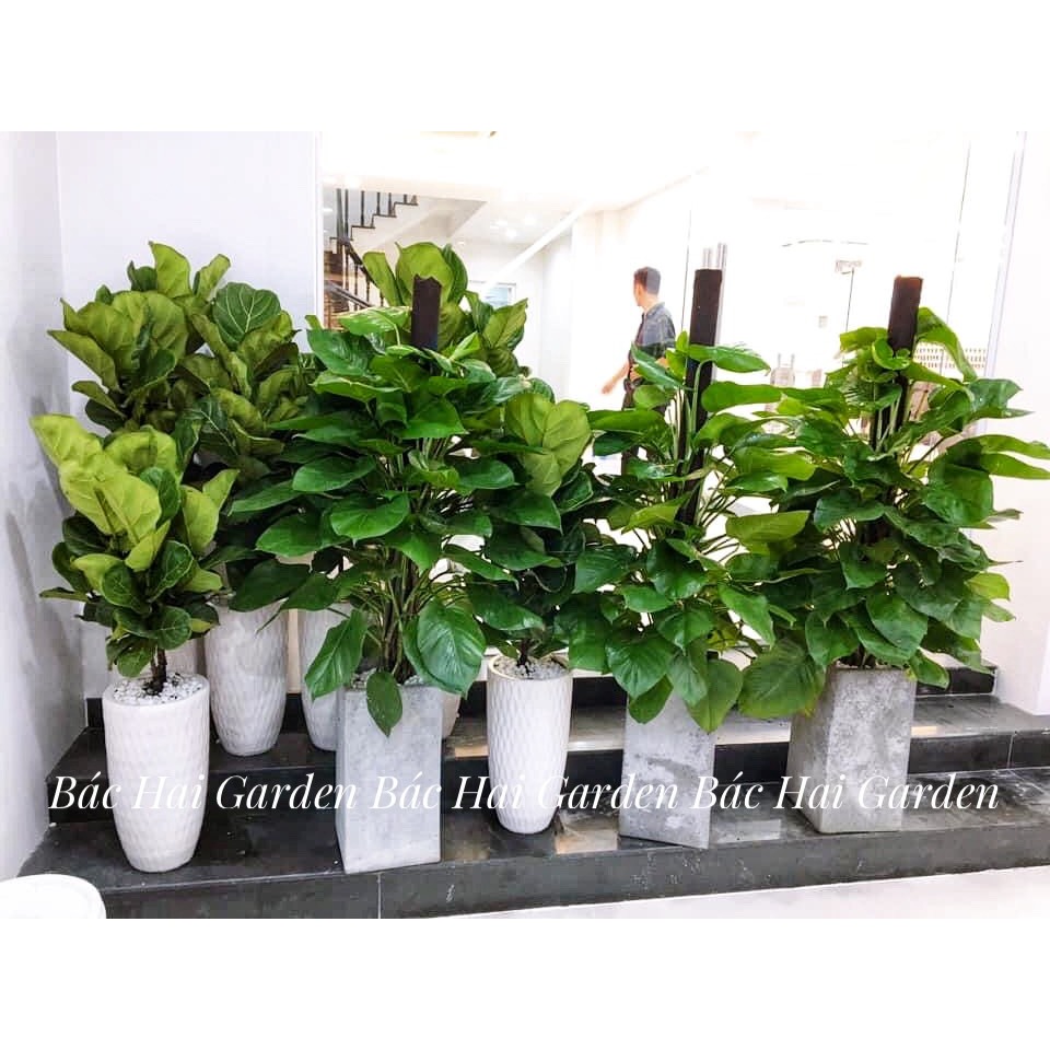 Chậu Cây Trầu bà cột để sàn lớn- Cây trang trí nội ngoại thất văn phòng, nhà ở - Ship hỏa tốc