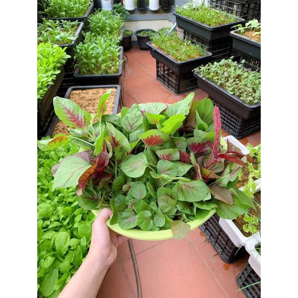 RAU DỀN KHOANG GÓI 100GR THÁI LAN | Shopee Việt Nam