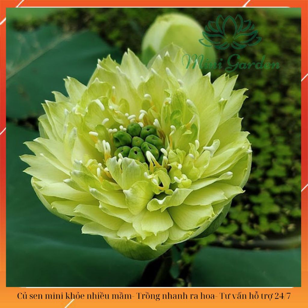 Củ sen mini Green Rhym ( dòng sen mini xanh mới 2024) | Shopee Việt Nam