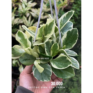 Peperomia Obtusifolia Var - Trườngu Sinh - Phong thuỷ, decor văn phòng, nhà cửa - |Vườn Như Ngọc| - Đã bật hoả tốci