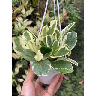 Peperomia Obtusifolia Var - Trườngu Sinh - Phong thuỷ, decor văn phòng, nhà cửa - |Vườn Như Ngọc| - Đã bật hoả tốci