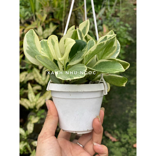 Peperomia Obtusifolia Var - Trườngu Sinh - Phong thuỷ, decor văn phòng, nhà cửa - |Vườn Như Ngọc| - Đã bật hoả tốci