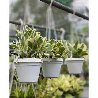 Peperomia Obtusifolia Var - Trườngu Sinh - Phong thuỷ, decor văn phòng, nhà cửa - |Vườn Như Ngọc| - Đã bật hoả tốci