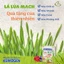 Bột mầm lúa mạch non Aojiru Kenkogen trái cây lợi khuẩn, chất xơ, Omega 3, Canxi D, Vit C