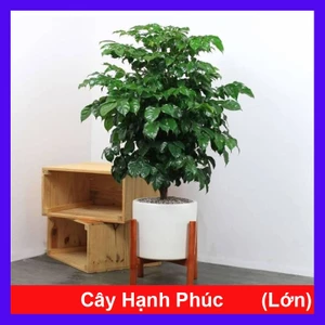Cây hạnh phúc cao 1m cây phong thủy mang đến thành công viên mãn, cây cảnh trồng trong nhà