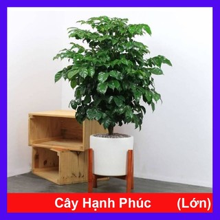 Cây hạnh phúc cao 1m cây phong thủy mang đến thành công viên mãn, cây cảnh trồng trong nhà