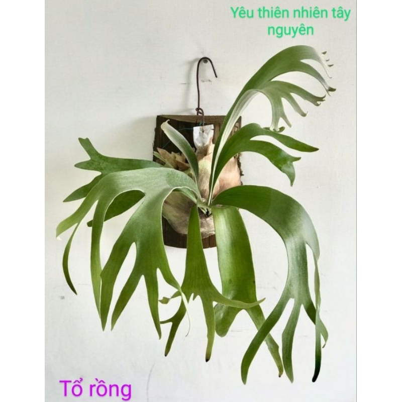 Chậu Ổ rồng hàng thuần /tặng kèm bảng gỗ treo | Shopee Việt Nam