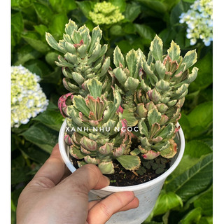 Sen Đá Ngọc Kì Lân - Decor đẹp, dễ chăm sóc, trang trí nội thất xinh - |Vườn Như Ngọc|