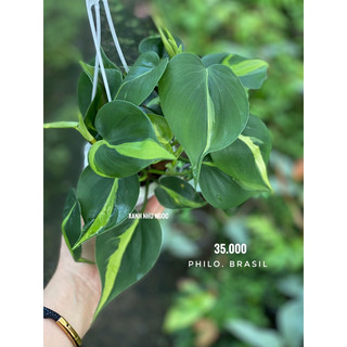 Philodendron Brasil - Decor đẹp, leo, rũ, dễ chăm sóc, thích nghi tốt - |Vườn Như Ngọc| - Đã bật hoả tốc