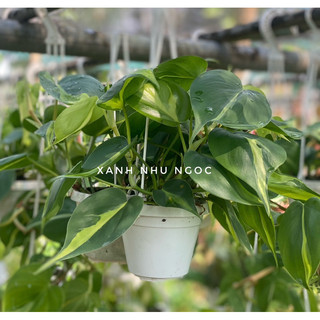 Philodendron Brasil - Decor đẹp, leo, rũ, dễ chăm sóc, thích nghi tốt - |Vườn Như Ngọc| - Đã bật hoả tốc
