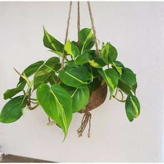 Philodendron Brasil - Decor đẹp, leo, rũ, dễ chăm sóc, thích nghi tốt - |Vườn Như Ngọc| - Đã bật hoả tốc