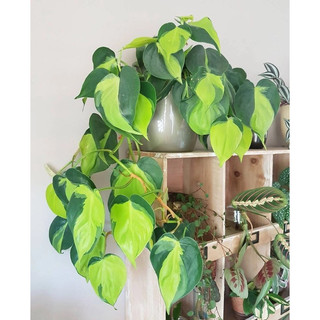 Philodendron Brasil - Decor đẹp, leo, rũ, dễ chăm sóc, thích nghi tốt - |Vườn Như Ngọc| - Đã bật hoả tốc
