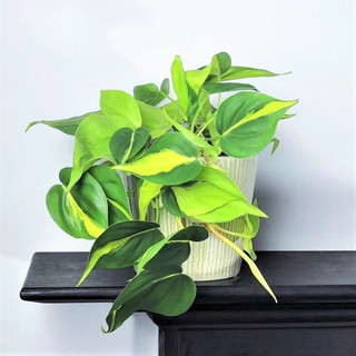 Philodendron Brasil - Decor đẹp, leo, rũ, dễ chăm sóc, thích nghi tốt - |Vườn Như Ngọc| - Đã bật hoả tốc