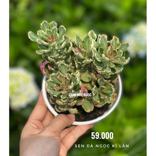 Sen Đá Ngọc Kì Lân - Decor đẹp, dễ chăm sóc, trang trí nội thất xinh - |Vườn Như Ngọc|