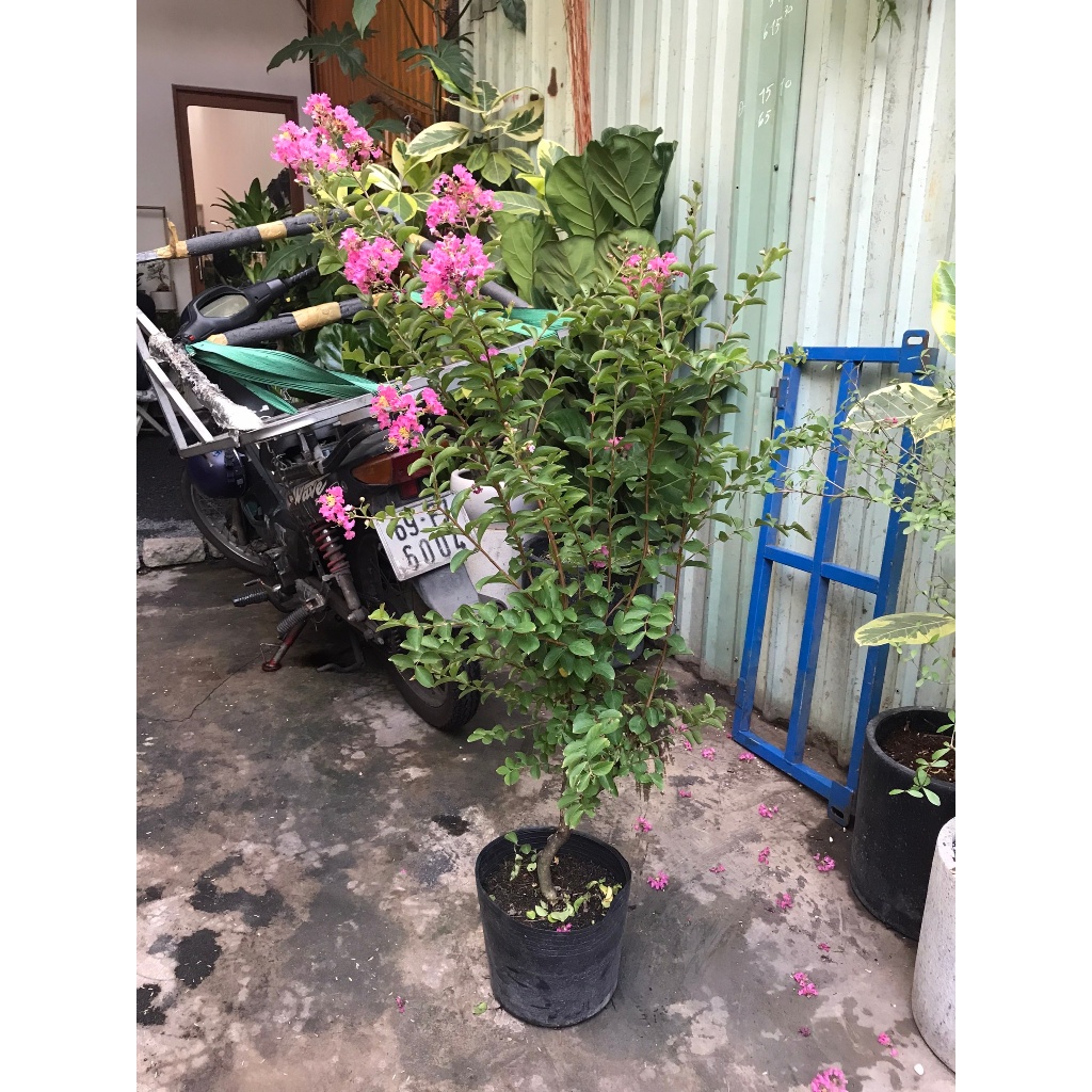 Chậu tường vi hồng kèm chậu - Cây ngoại thất, ban công, sân vườn ưa nắng- Cây siêng hoa
