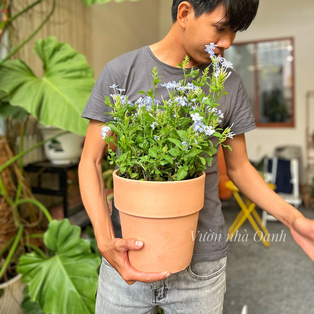 Chậu hoa thanh xà kèm chậu đất nung- Cây hoa ban công sân vườn- Cây xanh ưa nắng siêng hoa