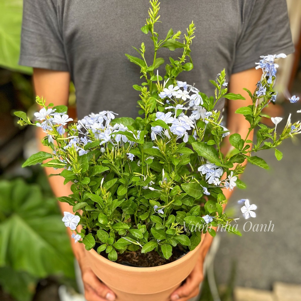 Chậu hoa thanh xà kèm chậu đất nung- Cây hoa ban công sân vườn- Cây xanh ưa nắng siêng hoa