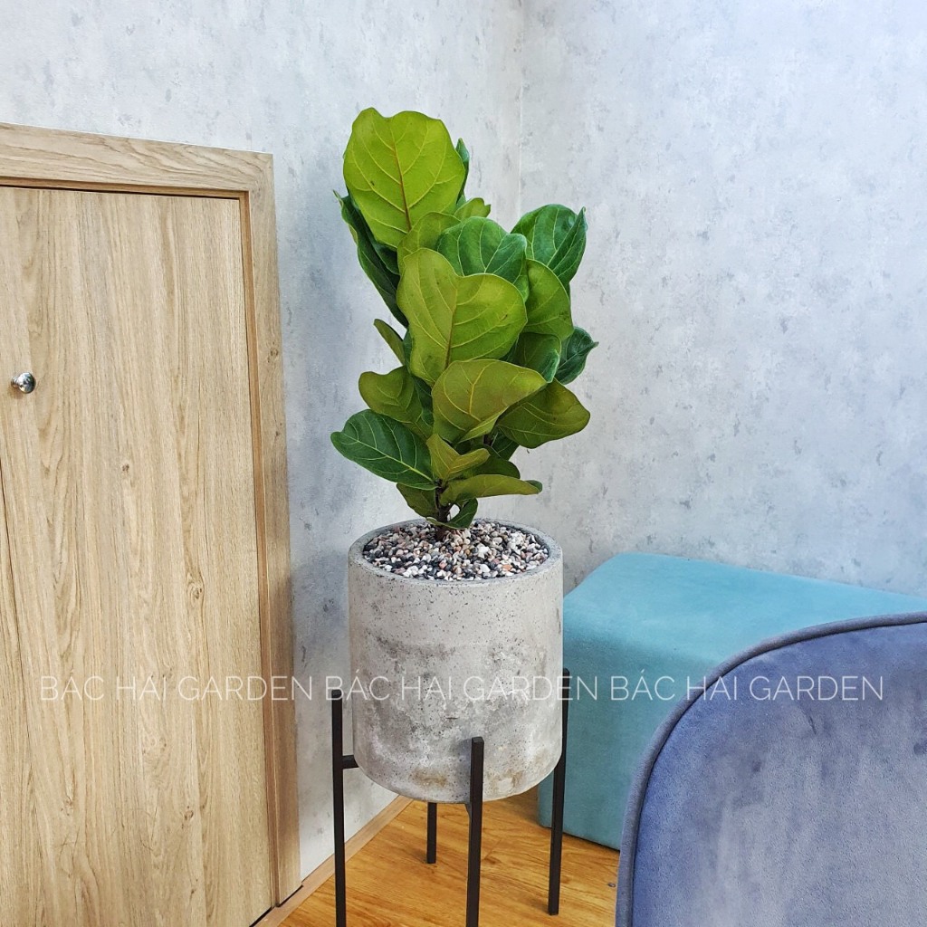Bàng Singapore size 60-80cm để sàn- Cây trang trí văn phòng, nhà phố