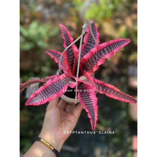 Dứa hồng phụng - Cryptanthus ‘Elaine’ - Dễ chăm sóc, trồng được bán cạn, hồ thuỷ sinh - |Vườn Như Ngọc| Đã bật hoả tốc