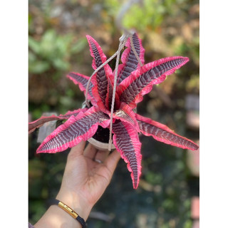 Dứa hồng phụng - Cryptanthus ‘Elaine’ - Dễ chăm sóc, trồng được bán cạn, hồ thuỷ sinh - |Vườn Như Ngọc| Đã bật hoả tốc