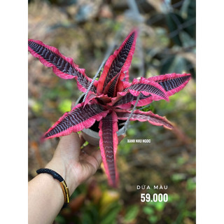 Dứa hồng phụng - Cryptanthus ‘Elaine’ - Dễ chăm sóc, trồng được bán cạn, hồ thuỷ sinh - |Vườn Như Ngọc| Đã bật hoả tốc
