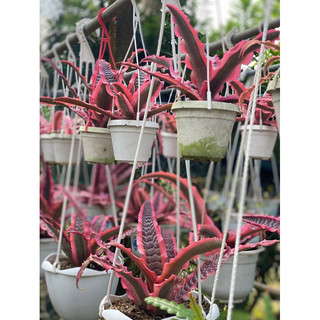 Dứa hồng phụng - Cryptanthus ‘Elaine’ - Dễ chăm sóc, trồng được bán cạn, hồ thuỷ sinh - |Vườn Như Ngọc| Đã bật hoả tốc
