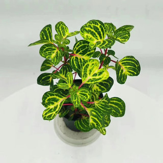 Iresine Herbstii  - Decor siêu xinh, dễ chăm sóc, ứng dụng nhiều không gian nội thất - |Vườn Như Ngọc| - Đã bật Hoả tốc
