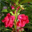 Gói 100 Hạt giống hoa móng tay ( bóng nước ) độ thuần:>99% xuất xứ: Việt Nam