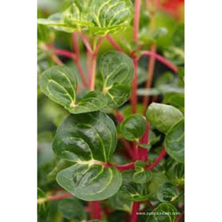 Iresine Herbstii  - Decor siêu xinh, dễ chăm sóc, ứng dụng nhiều không gian nội thất - |Vườn Như Ngọc| - Đã bật Hoả tốc