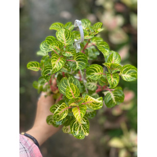 Iresine Herbstii  - Decor siêu xinh, dễ chăm sóc, ứng dụng nhiều không gian nội thất - |Vườn Như Ngọc| - Đã bật Hoả tốc
