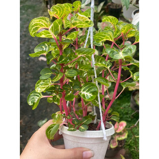 Iresine Herbstii  - Decor siêu xinh, dễ chăm sóc, ứng dụng nhiều không gian nội thất - |Vườn Như Ngọc| - Đã bật Hoả tốc