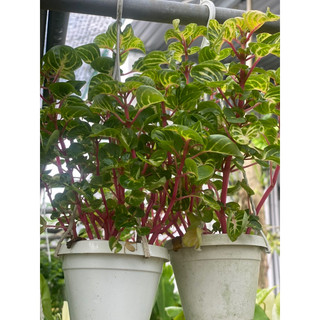 Iresine Herbstii  - Decor siêu xinh, dễ chăm sóc, ứng dụng nhiều không gian nội thất - |Vườn Như Ngọc| - Đã bật Hoả tốc