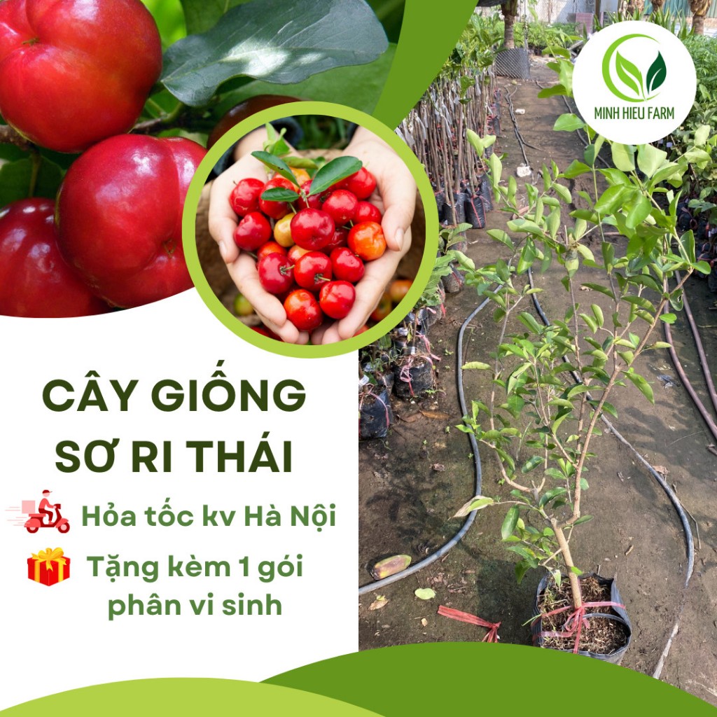 Cây Sơ Ri Thái ngọt/ dễ chăm/ dễ trồng/quả nhiều dinh dưỡng cây cao ...