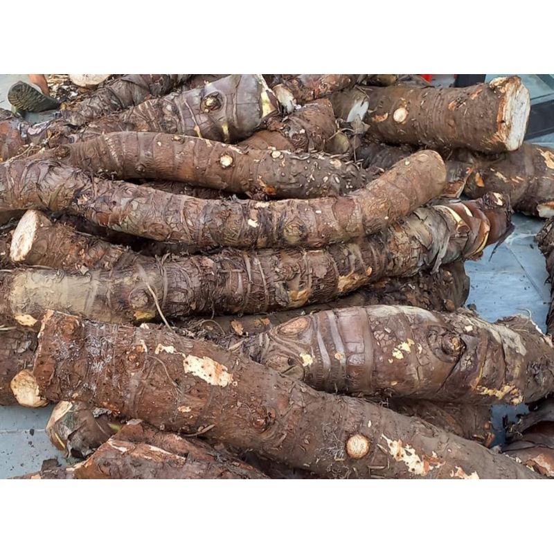 Củ ráy khô ,củ bạc hà núi,rừng già lâu năm (Khô,Sạch,Không Vụn)500gr-1kg