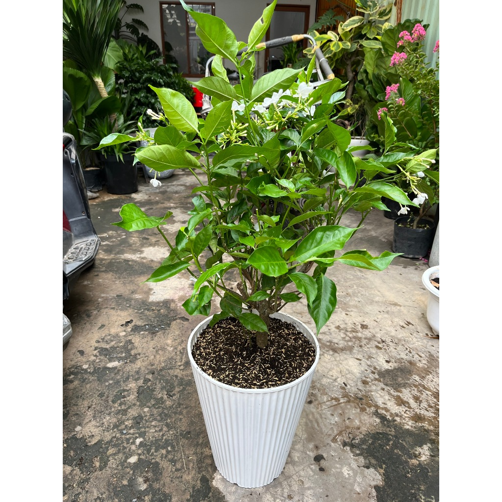 Chậu cây Lài tây siêng hoa kèm chậu nhựa trắng cao cấp- Cây ban công sân vườn ưa nắng