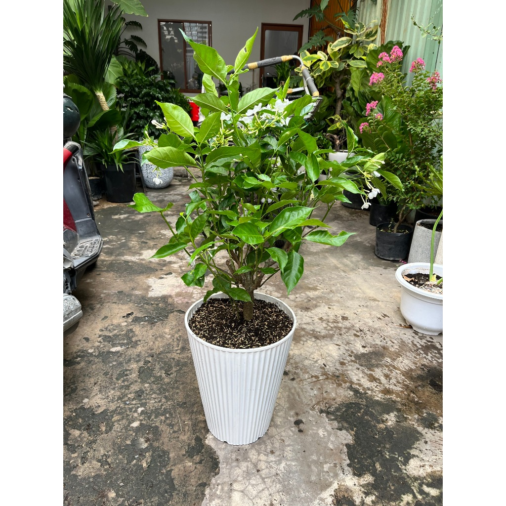 Chậu cây Lài tây siêng hoa kèm chậu nhựa trắng cao cấp- Cây ban công sân vườn ưa nắng