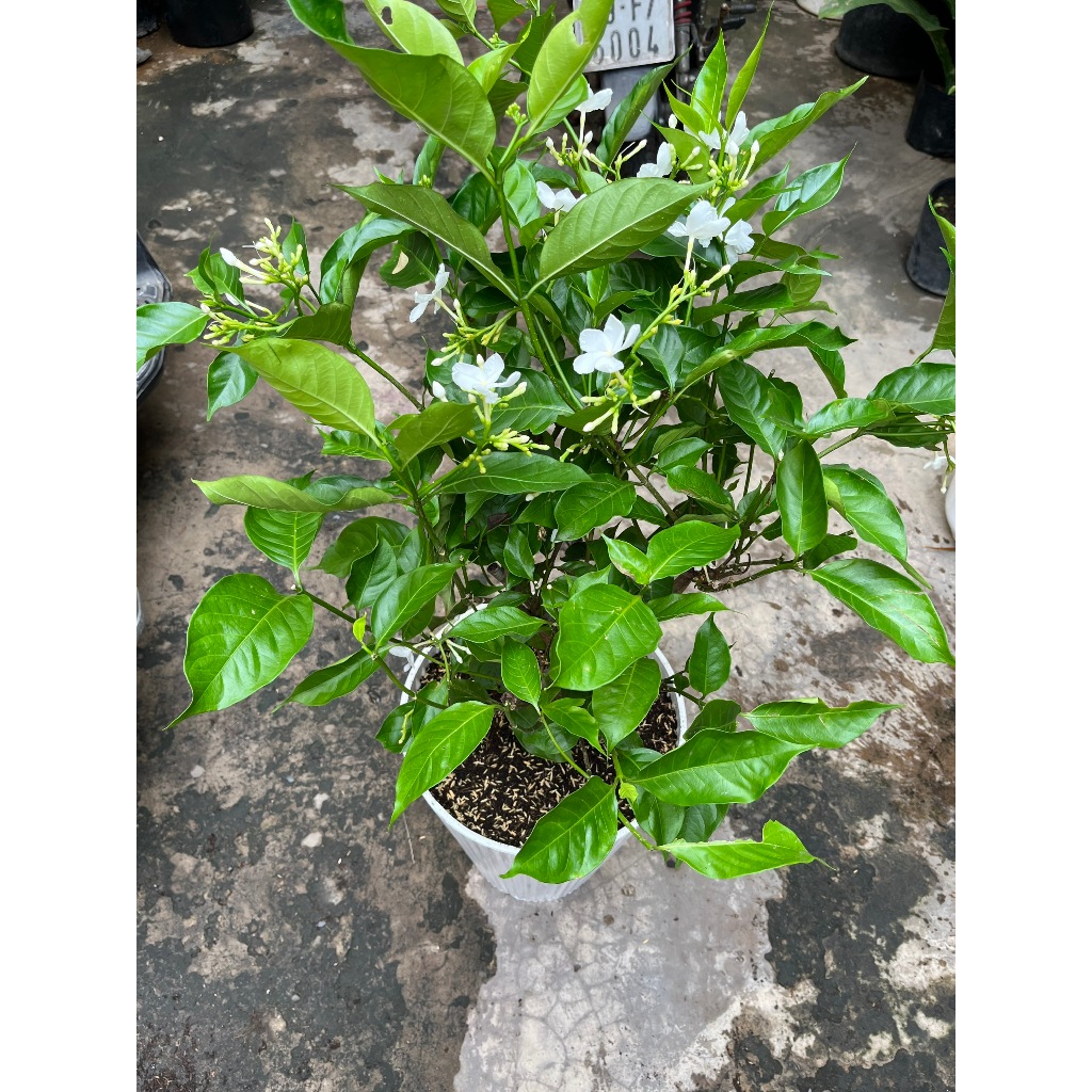 Chậu cây Lài tây siêng hoa kèm chậu nhựa trắng cao cấp- Cây ban công sân vườn ưa nắng