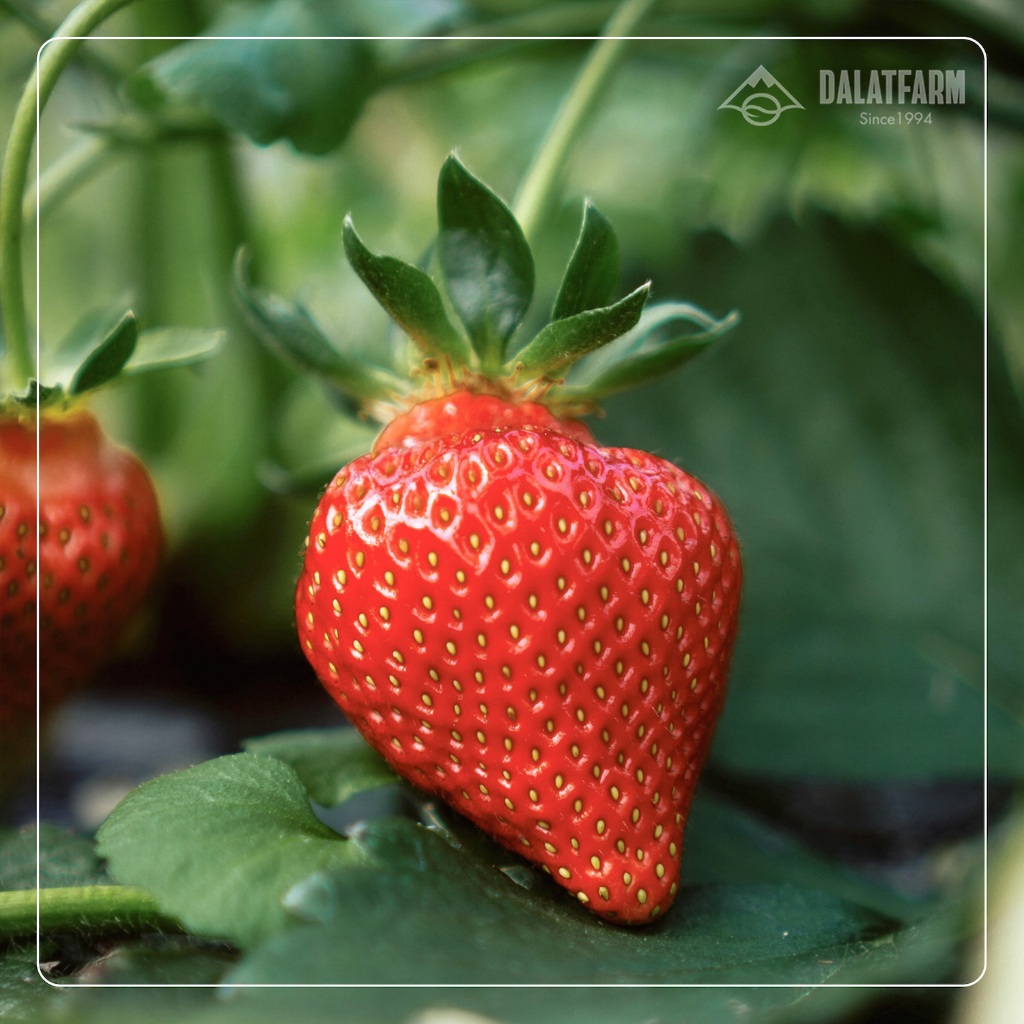 Ảnh Sữa Chua Sấy Giòn DalatFarm - Hộp 100g 3